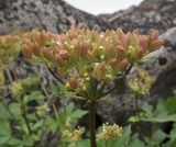 Ligusticum scoticum. Соплодие. Кольский п-ов, Восточный Мурман, Дальние Зеленцы, восточный берег губы Ярнышная. 17.08.2016.