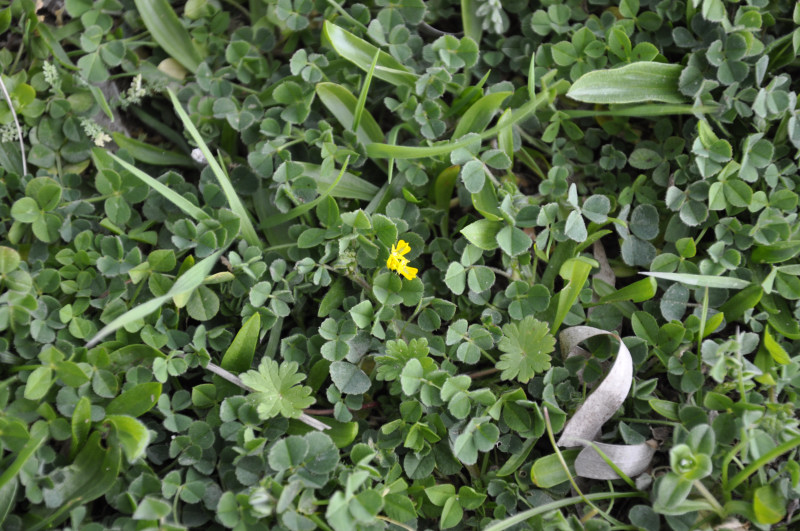 Image of genus Medicago specimen.