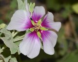 Malva subovata