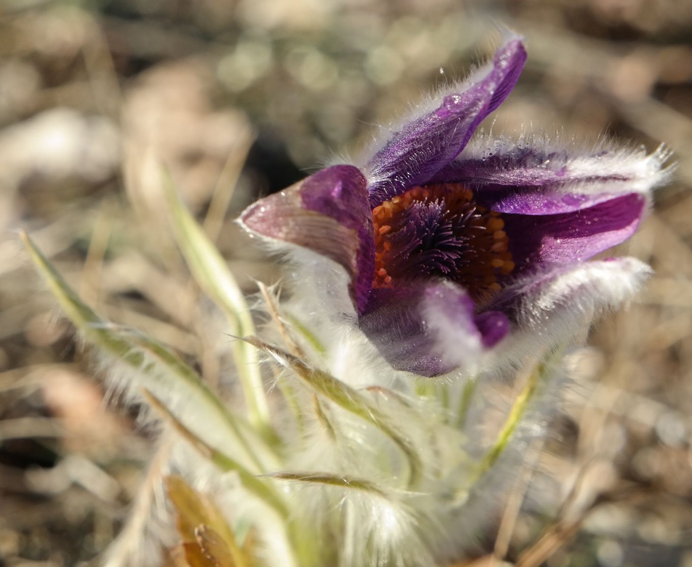 Изображение особи Pulsatilla taurica.