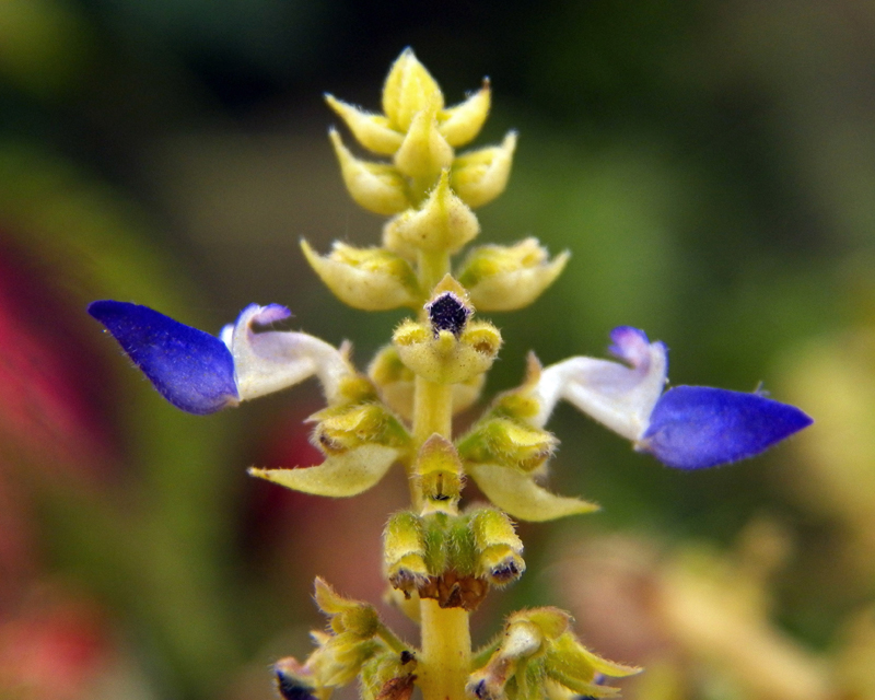 Image of Coleus scutellarioides specimen.