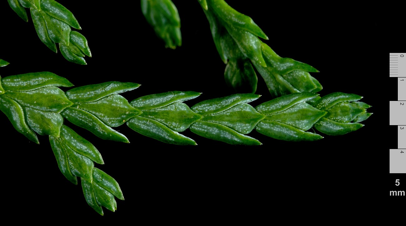 Image of Thuja sutchuenensis specimen.