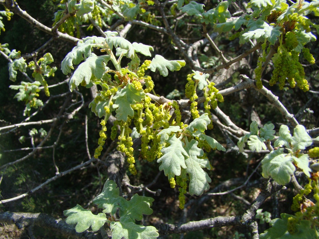 Image of Quercus pubescens specimen.