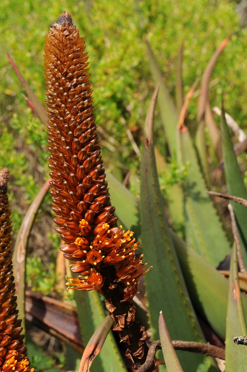 Image of Aloe castanea specimen.