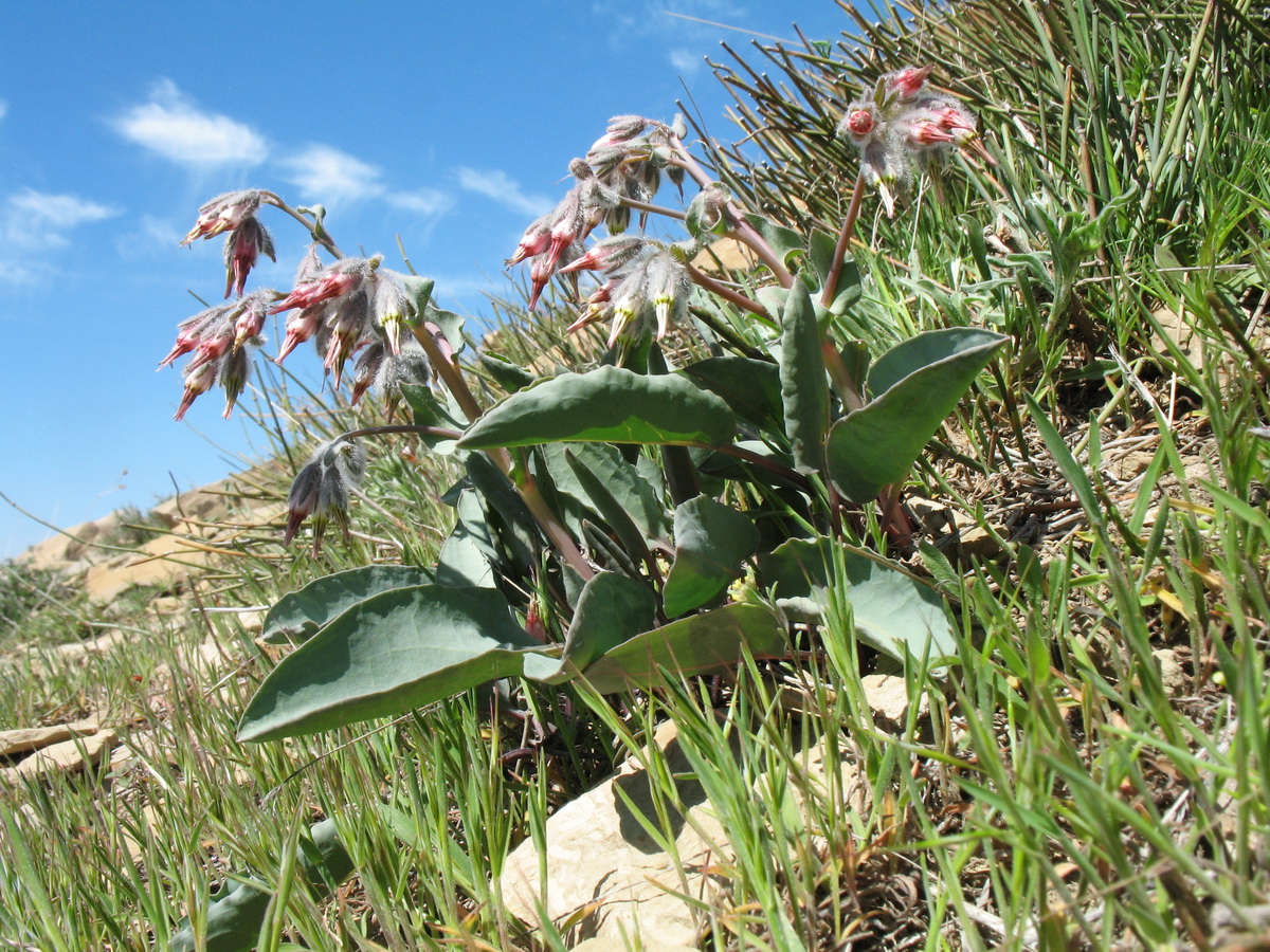 Изображение особи Rindera tetraspis.