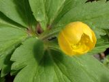 Anemone ranunculoides. Распускающийся цветок. Тверская обл., окр. г. Дубна, правый берег р. Дубна, смешанный лес. 01.05.2017.