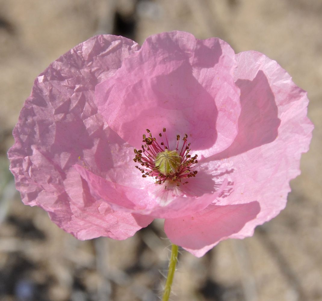 Image of Papaver rhoeas specimen.