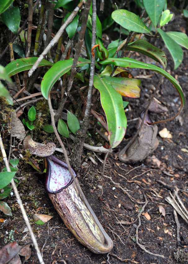 Изображение особи Nepenthes sanguinea.