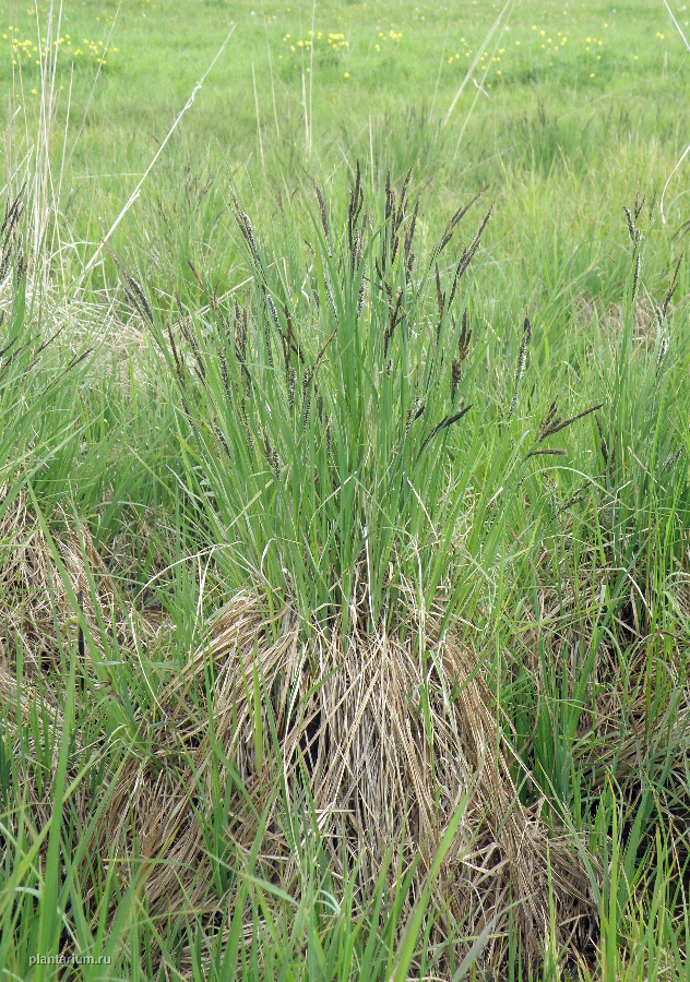 Image of Carex acuta specimen.