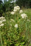 Galium physocarpum. Цветущее растение. Ростовская обл., Цимлянский р-н, пос. Сосенки, сосняк на песке. 21.06.2017.