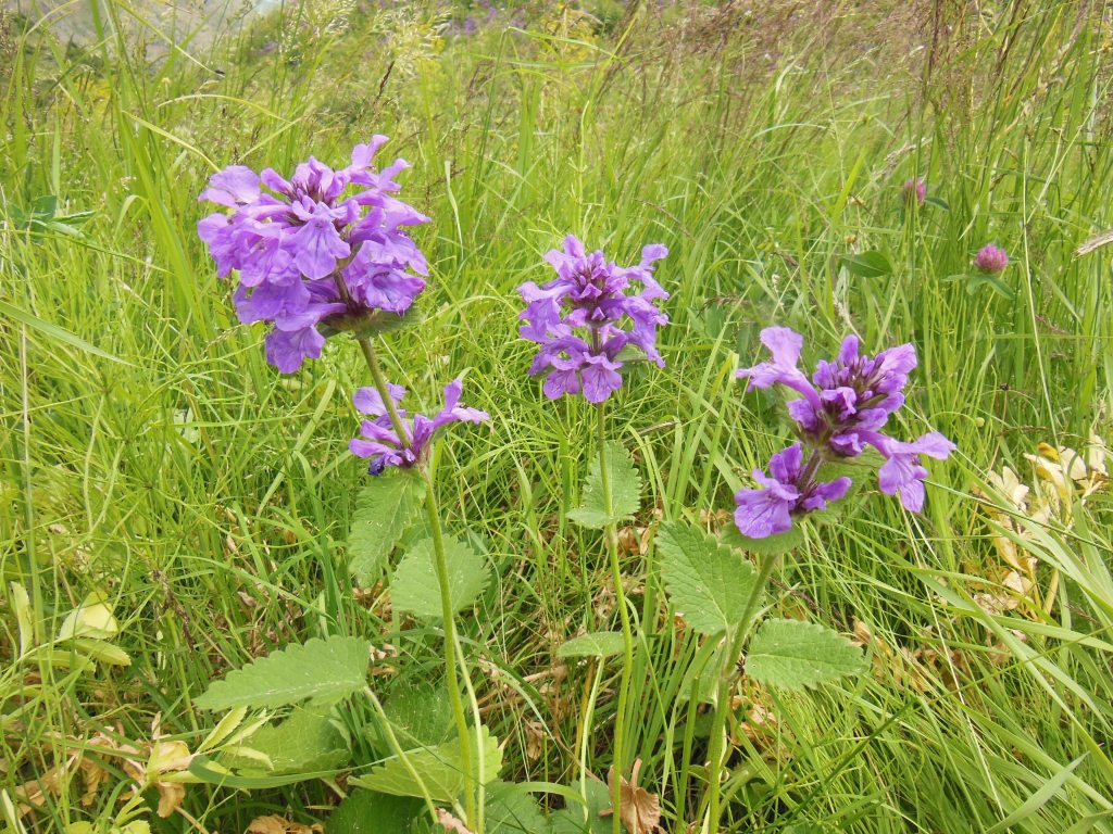 Изображение особи Betonica macrantha.