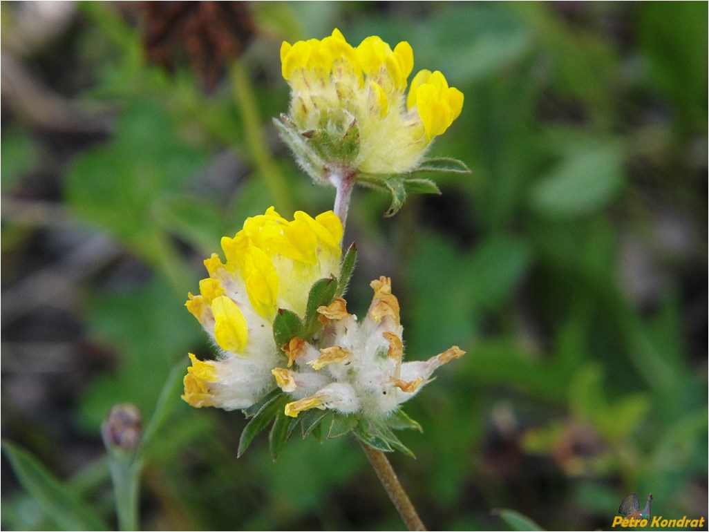 Image of Anthyllis carpatica specimen.