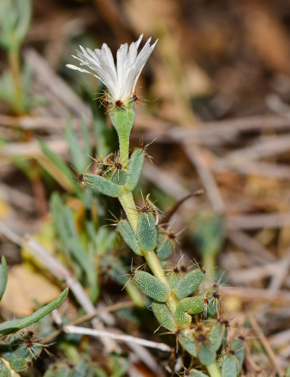 Image of genus Trichodiadema specimen.