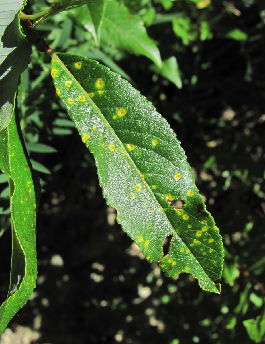 Image of Salix kazbekensis specimen.