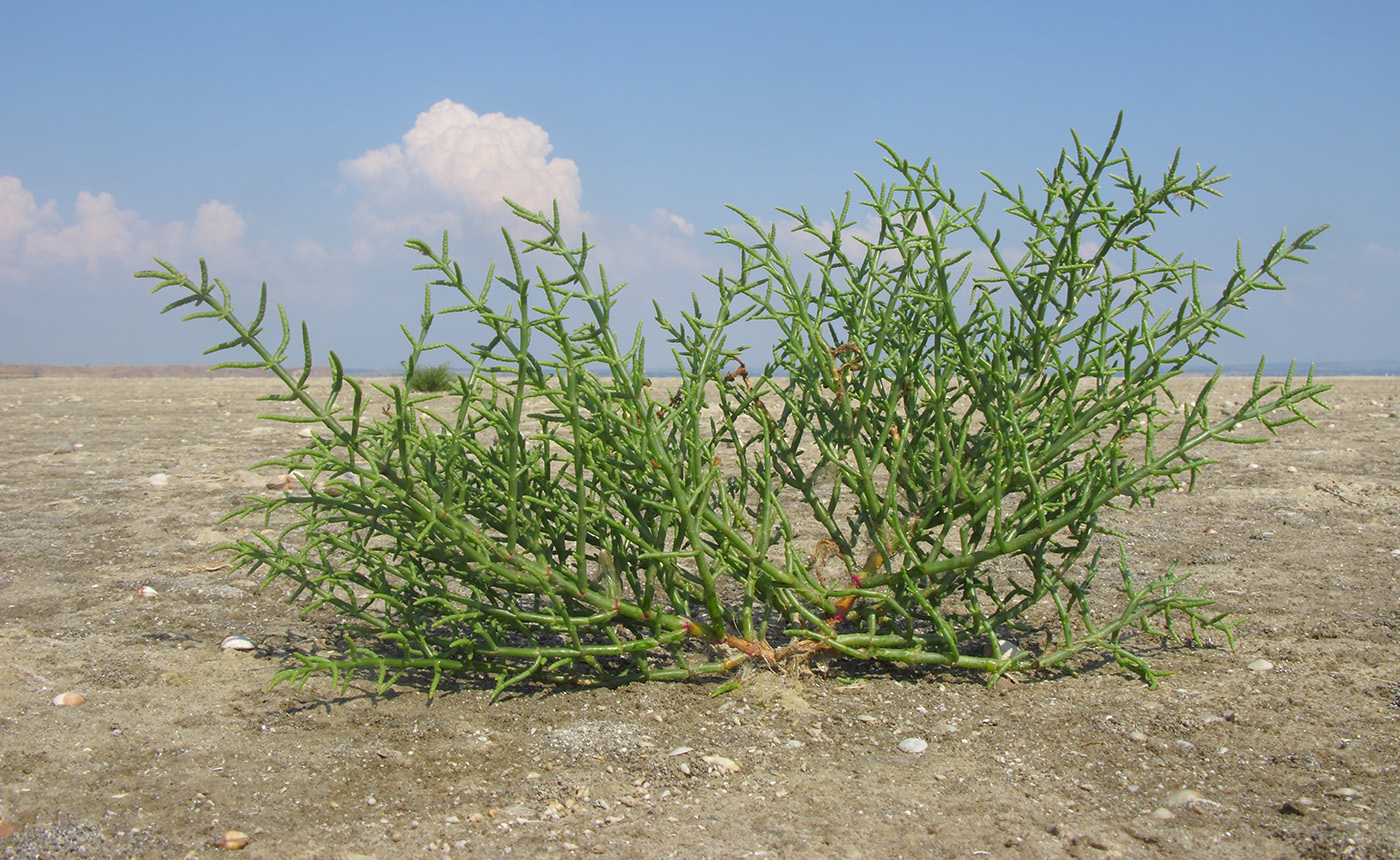 Изображение особи Salicornia perennans.