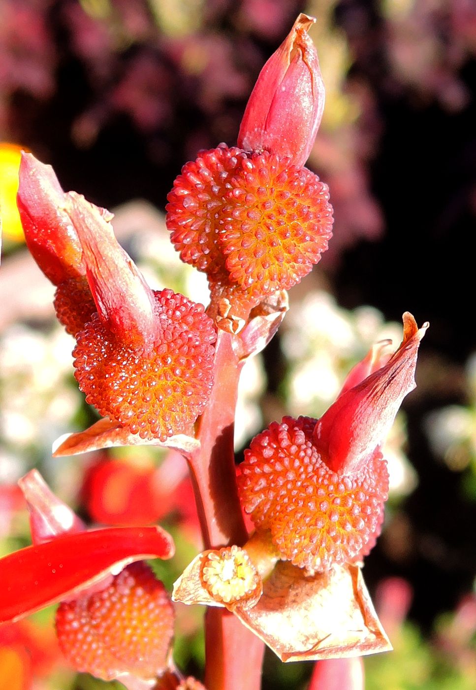 Изображение особи Canna indica.