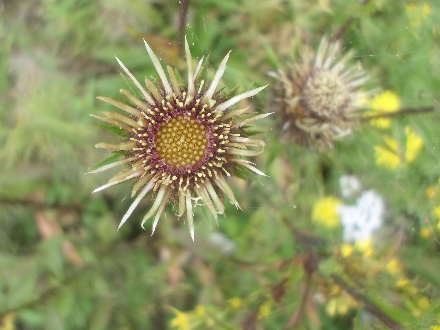 Image of Carlina intermedia specimen.