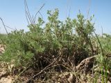 Artemisia terrae-albae