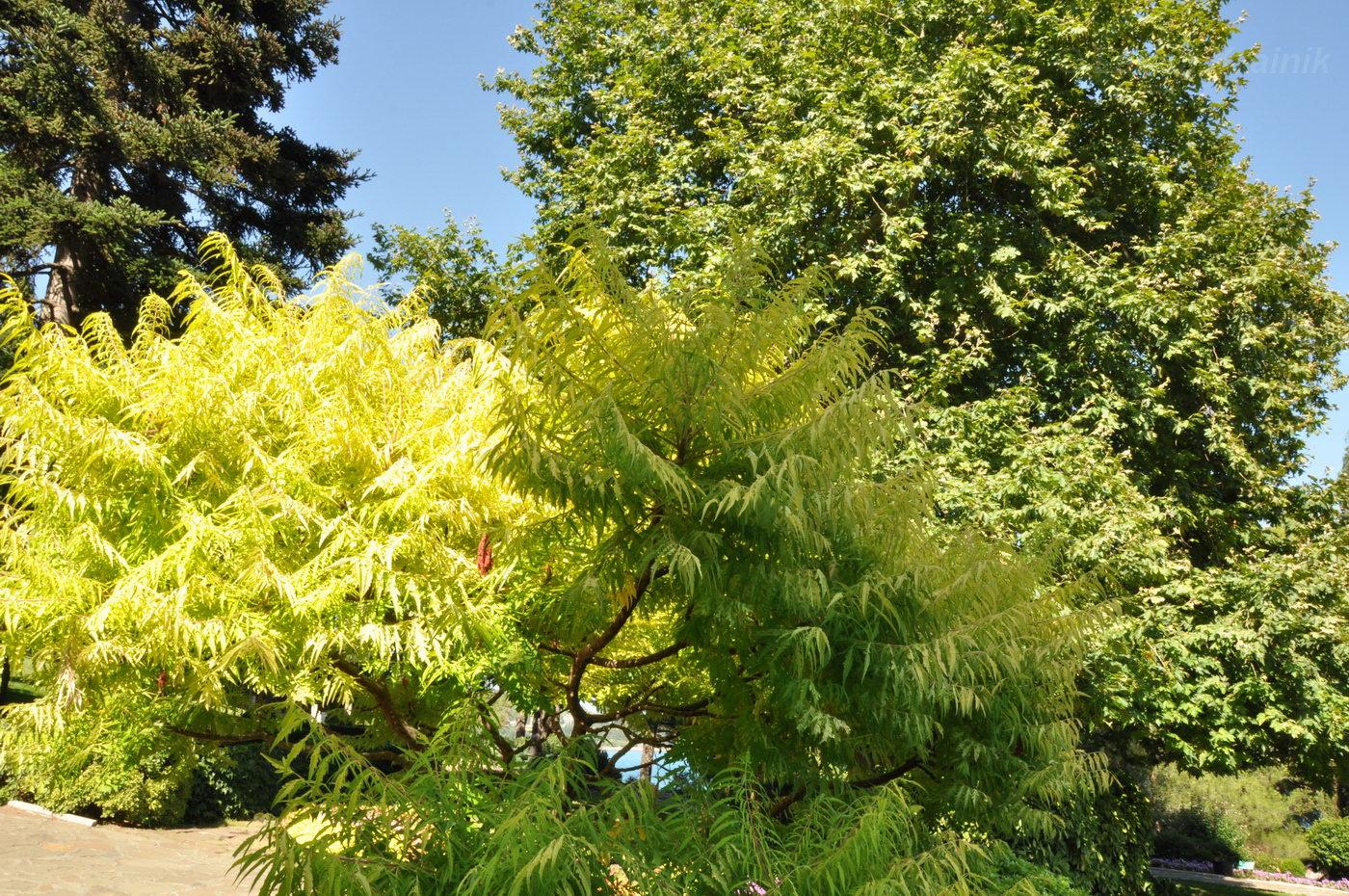 Изображение особи Rhus typhina.