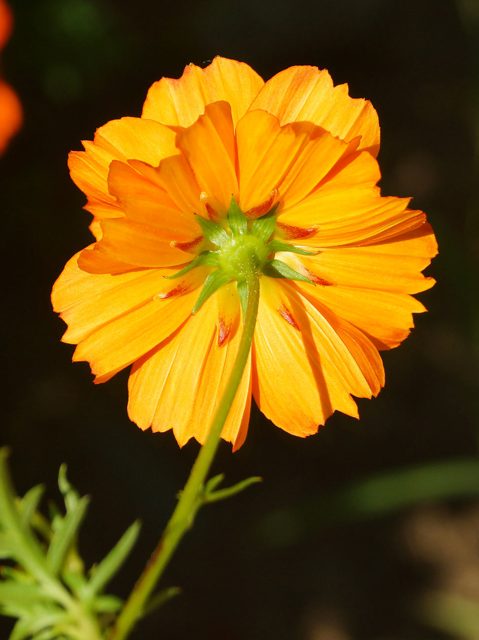 Image of Cosmos sulphureus specimen.