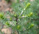 genus Artemisia. Верхушка вегетирующего растения. Бурятия, пгт Гусиноозерск, пустырь. 11.07.2014.