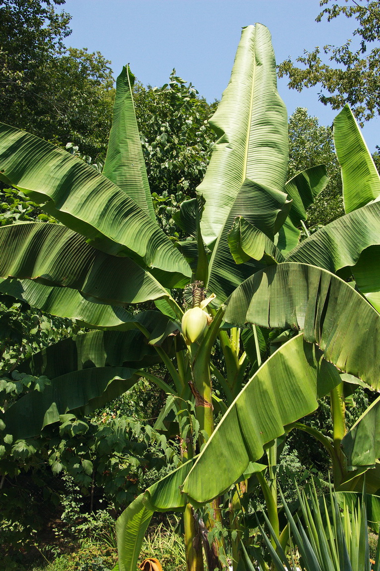 Image of Musa basjoo specimen.