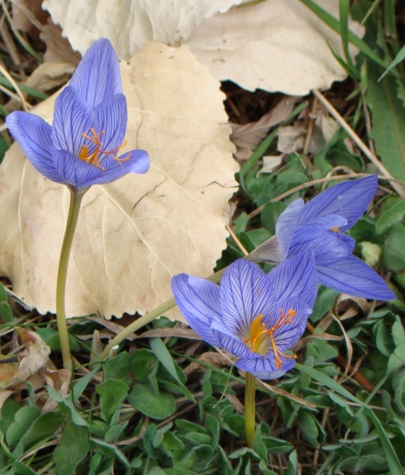 Изображение особи Crocus speciosus.