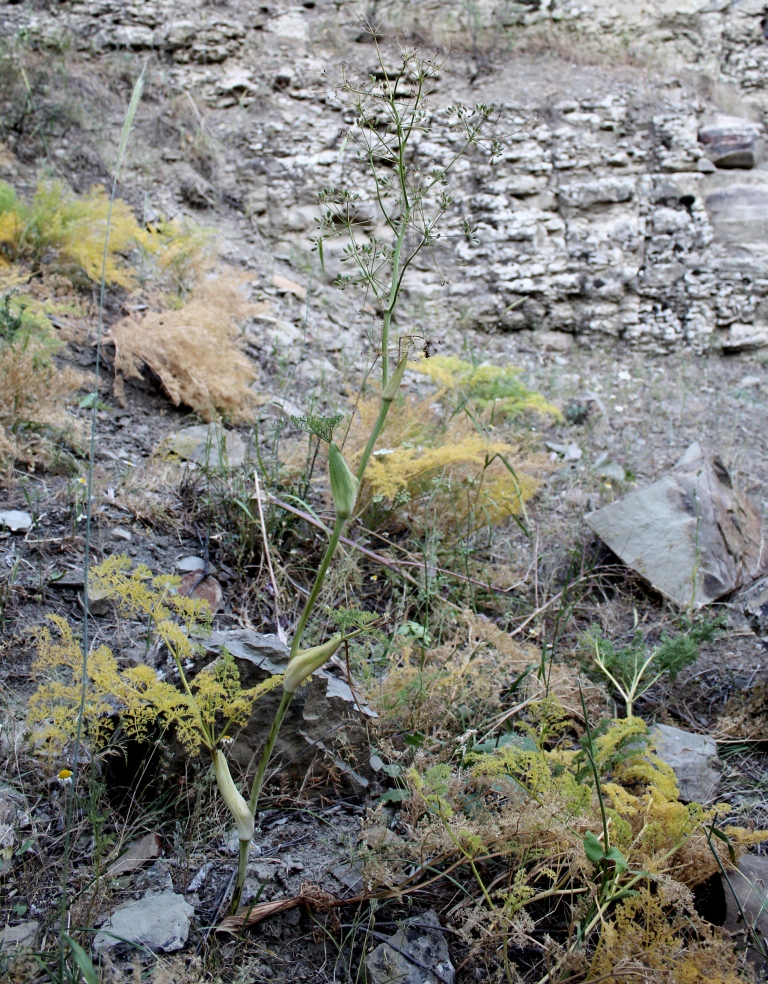 Image of Ferula ovina specimen.