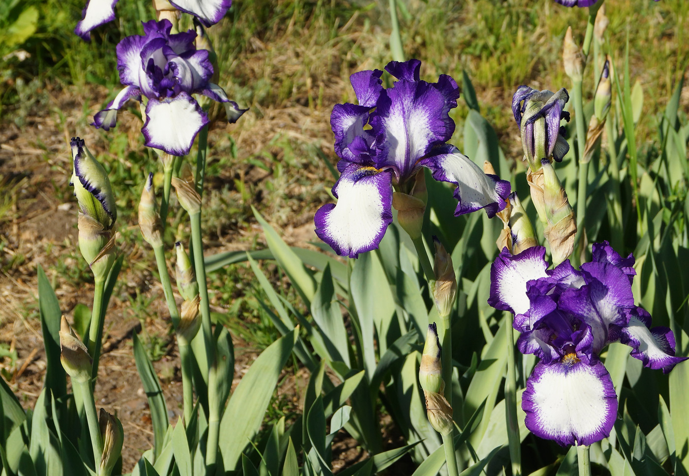 Image of Iris &times; hybrida specimen.