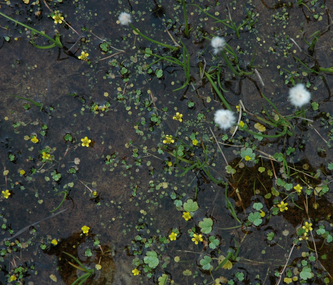 Image of Ranunculus natans specimen.