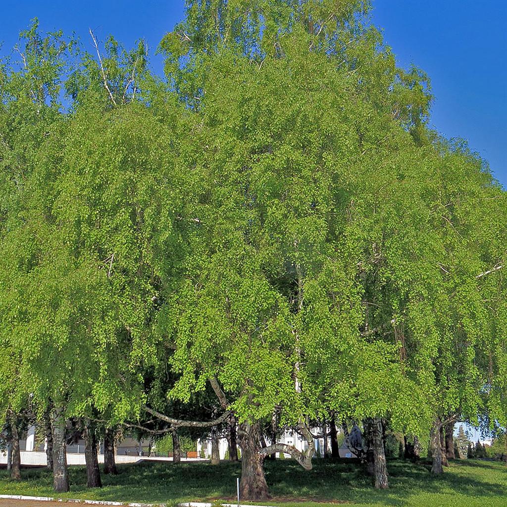 Изображение особи Betula pendula.