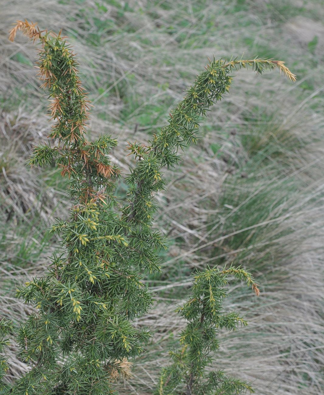 Image of Juniperus oblonga specimen.