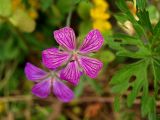 Geranium palustre. Старый цветок с кормящимся муравьем. Московская обл., Раменский р-н, пос. Кратово, на берегу ручья у забора. 24.06.2018.