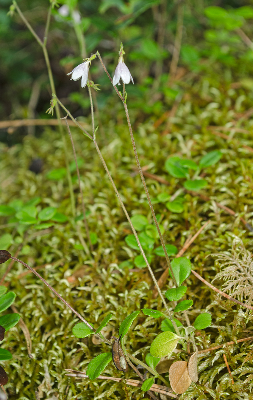 Изображение особи Linnaea borealis.