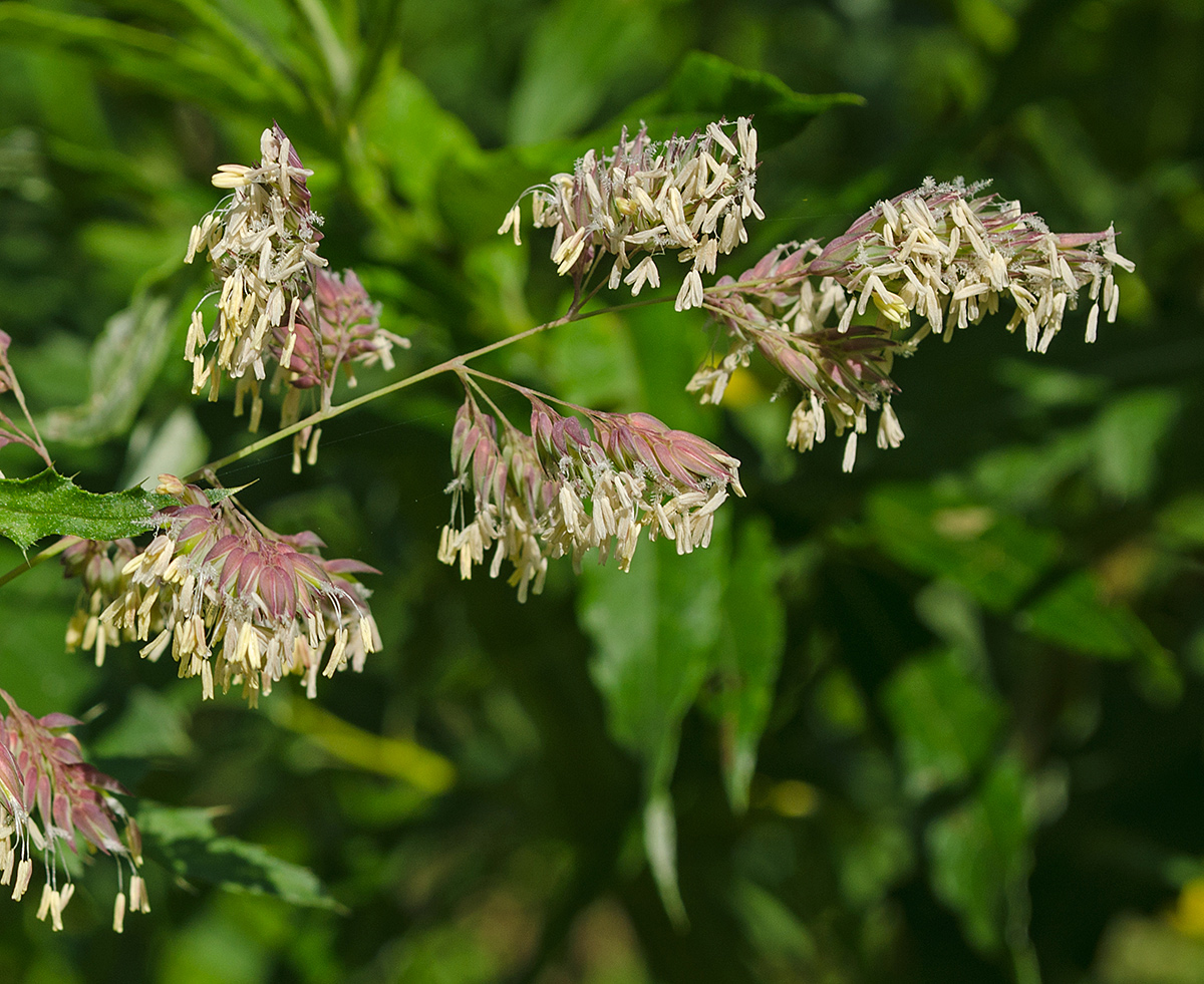 Изображение особи Phalaroides arundinacea.