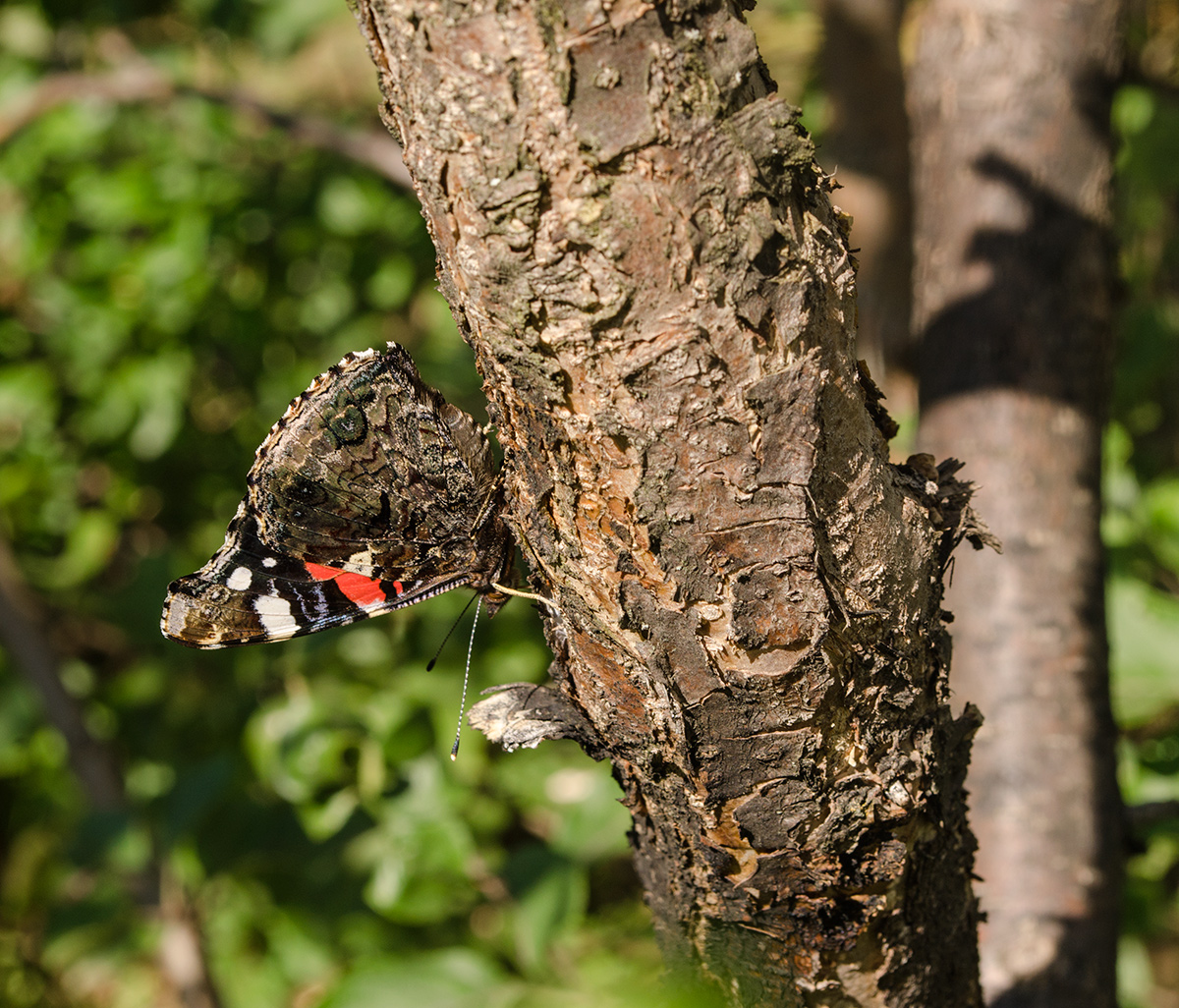 Изображение особи Malus domestica.