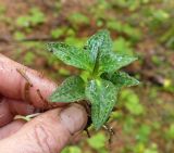 Goodyera repens