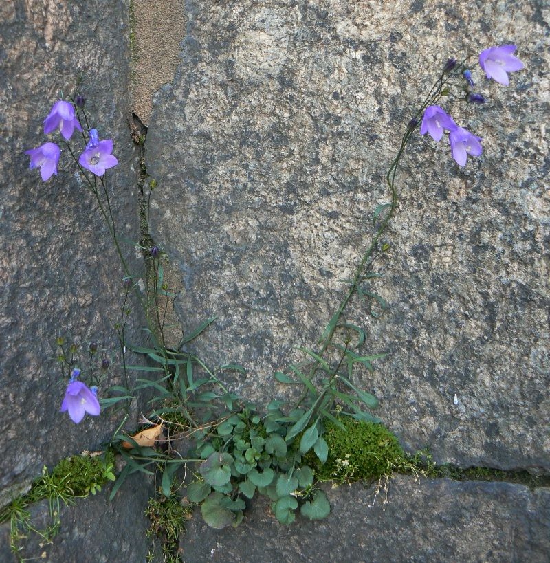 Image of Campanula rotundifolia specimen.