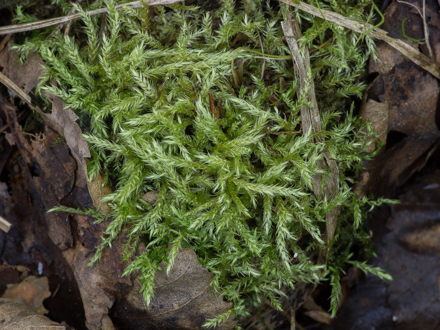 Изображение особи семейство Brachytheciaceae.