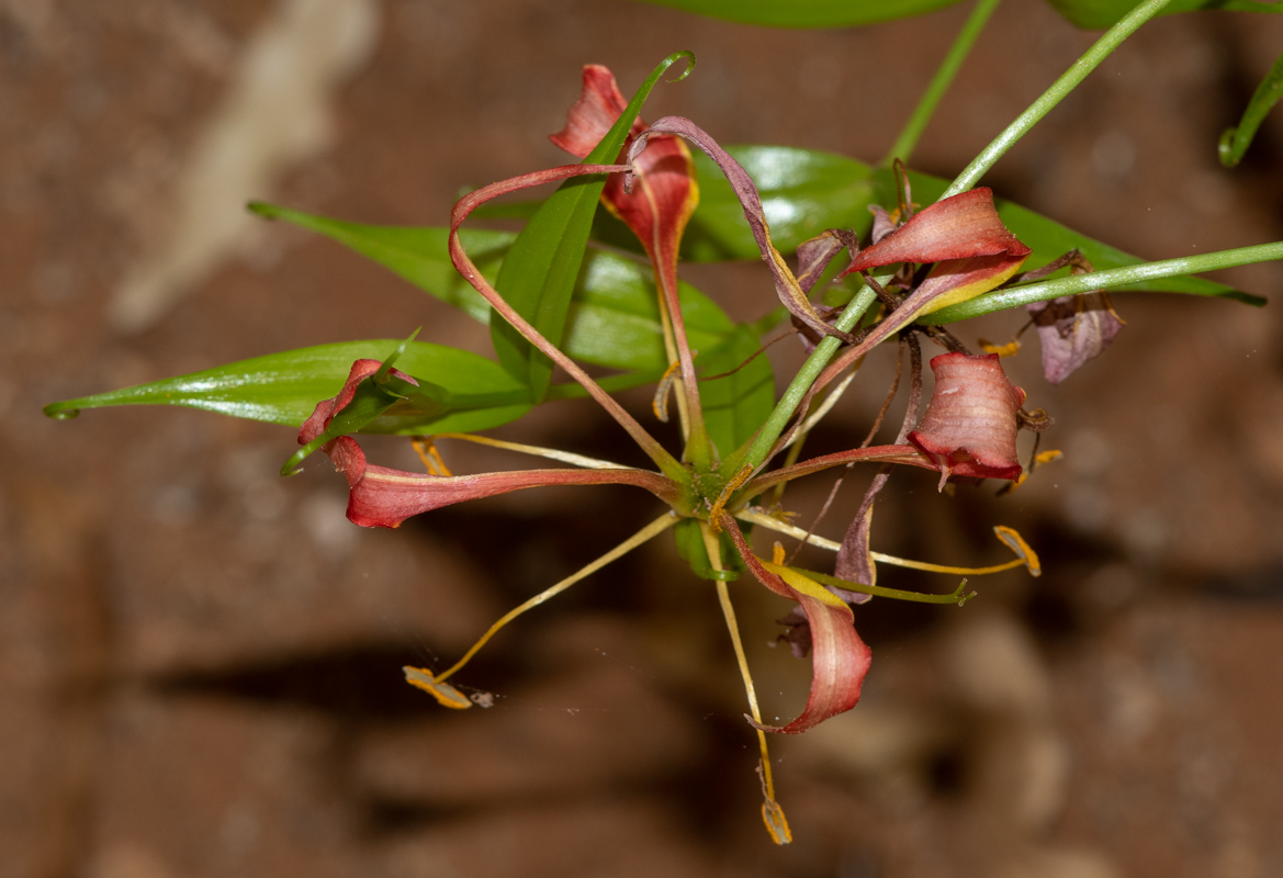 Image of Gloriosa superba specimen.