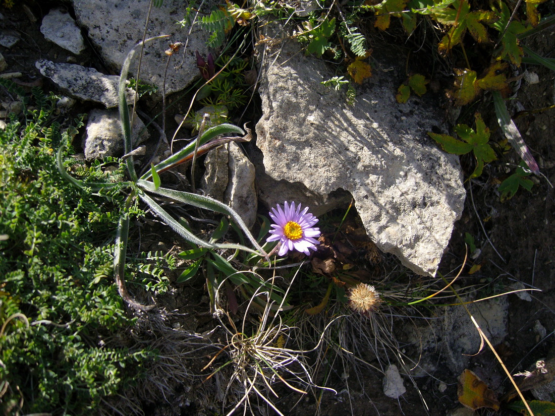 Изображение особи Aster alpinus.