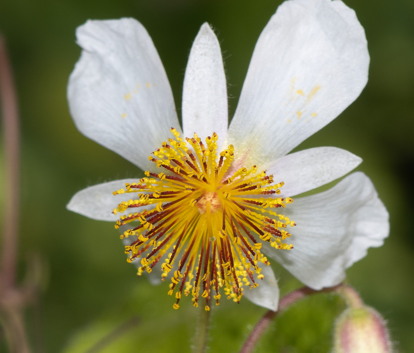 Image of Sparmannia africana specimen.