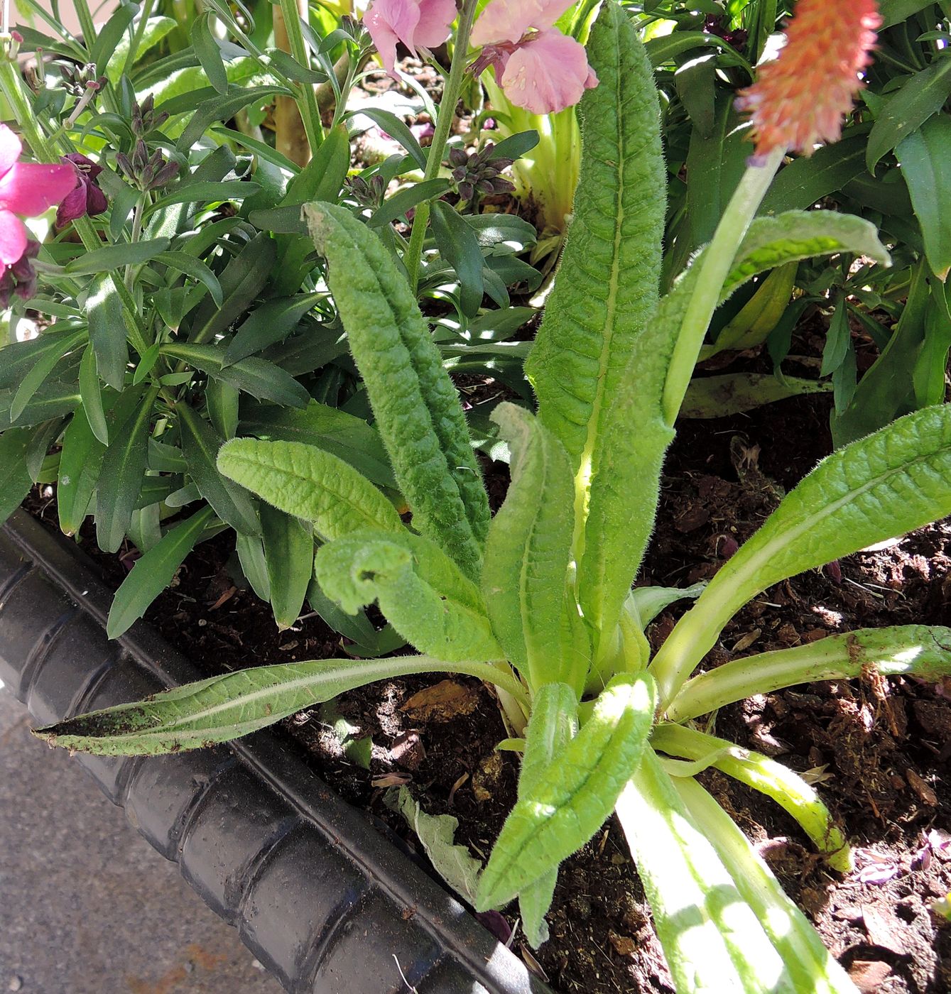 Image of Primula vialii specimen.