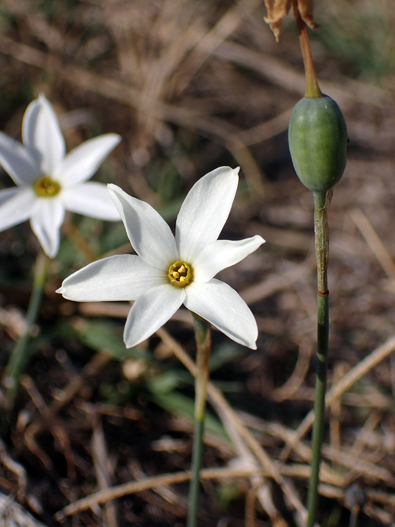 Image of Narcissus obsoletus specimen.