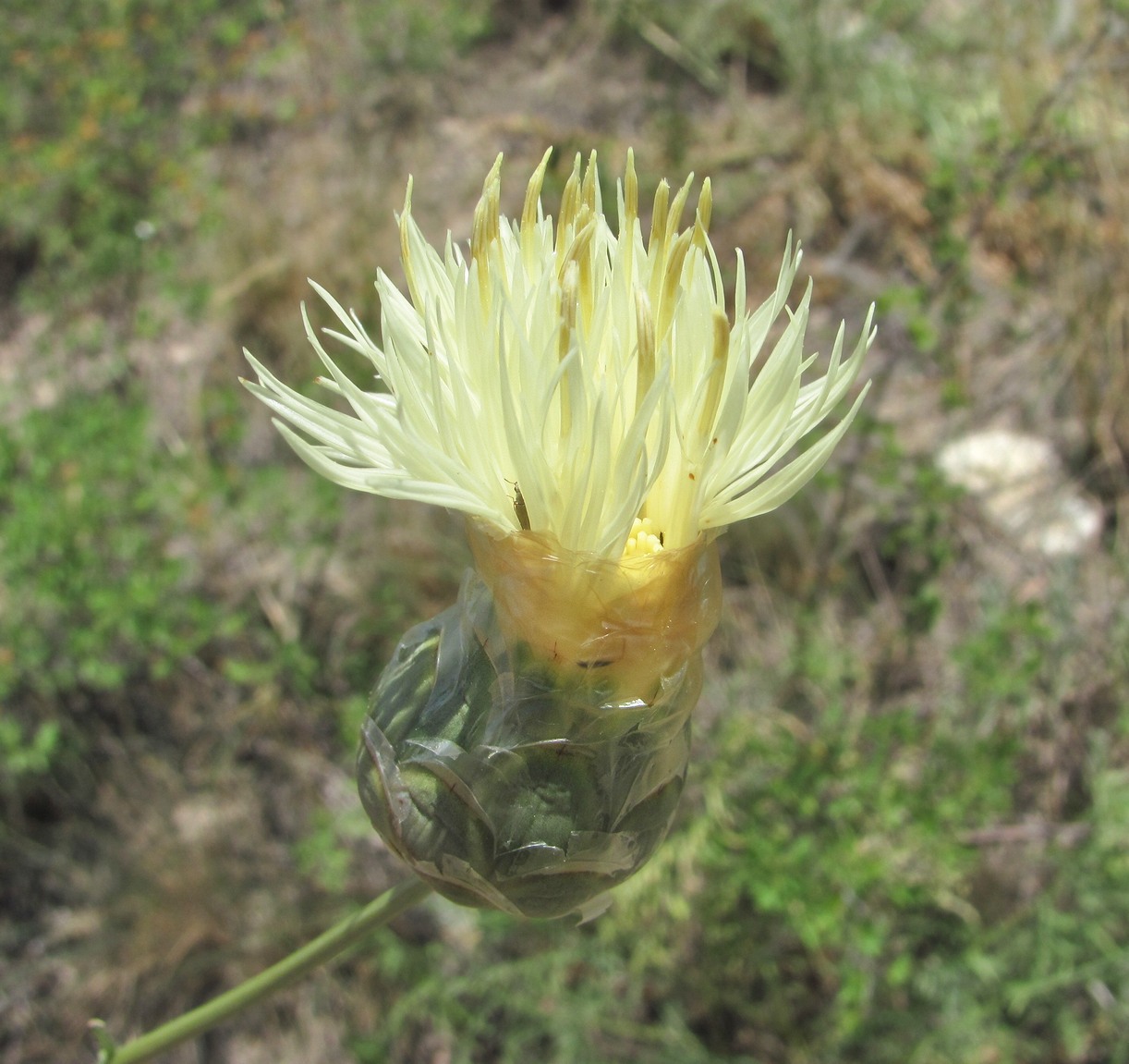 Изображение особи Rhaponticoides razdorskyi.