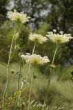 Daucus carota