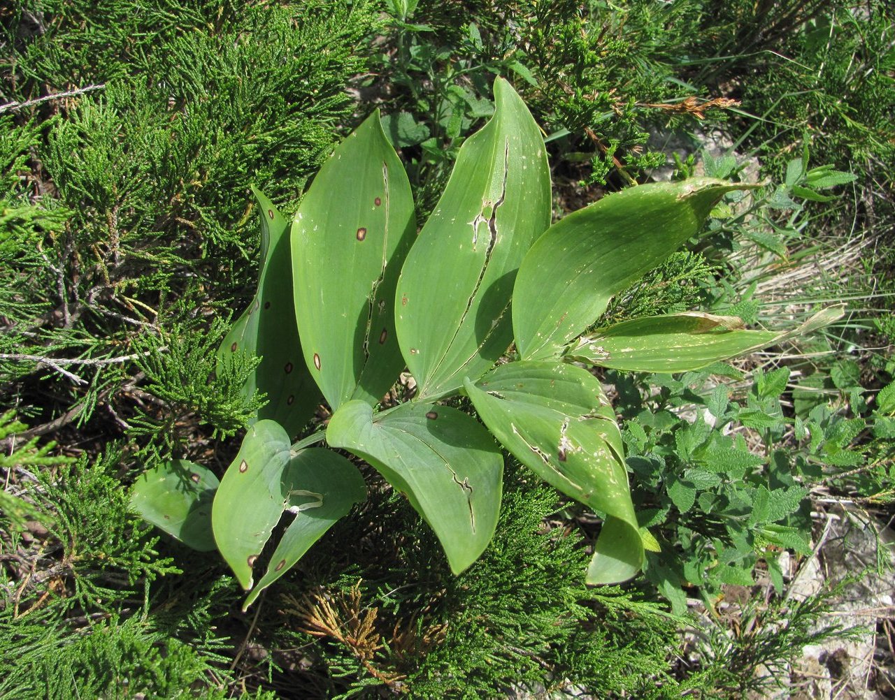 Изображение особи Polygonatum glaberrimum.