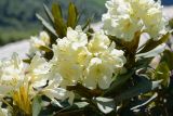 Rhododendron caucasicum