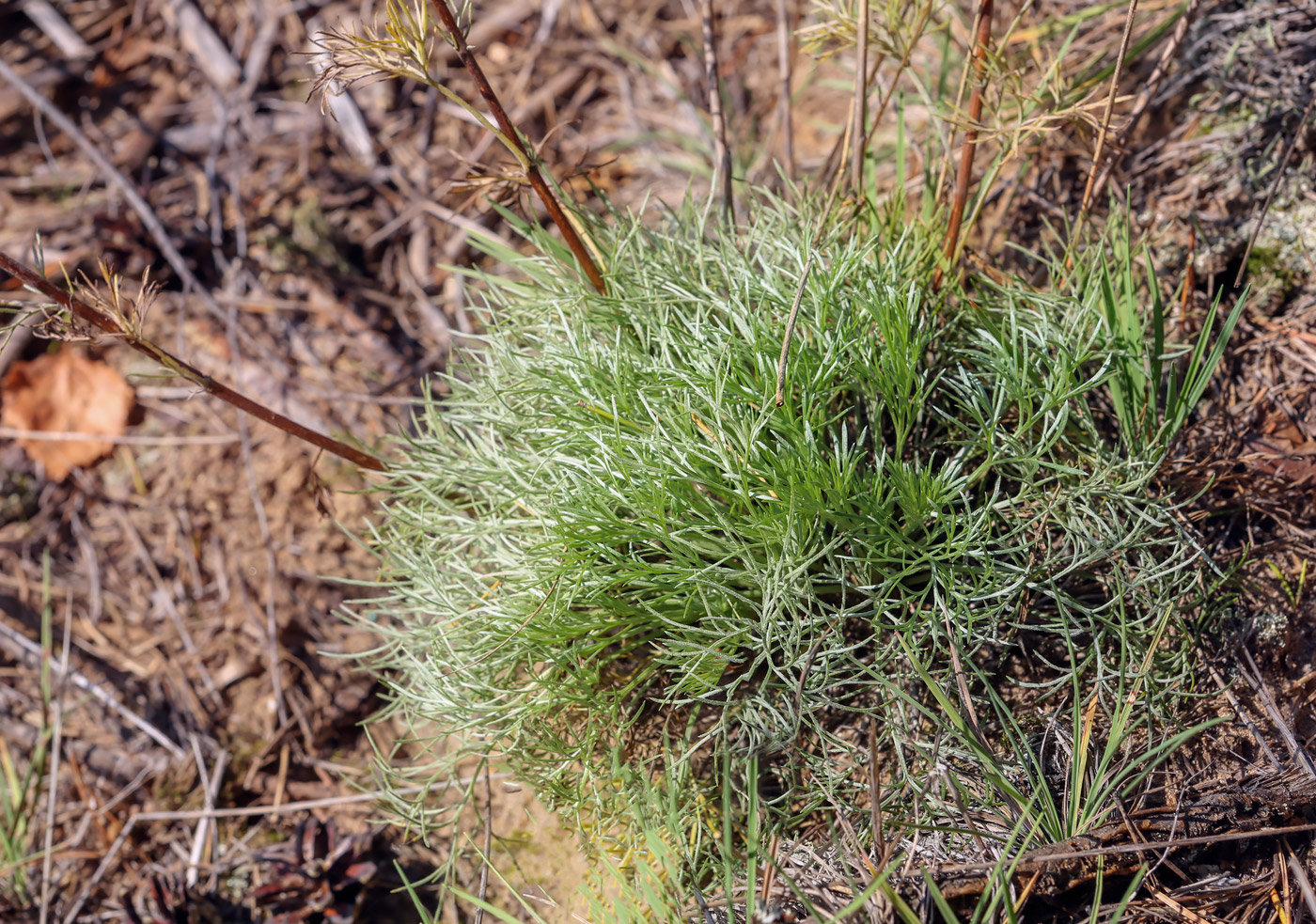 Image of Artemisia campestris specimen.