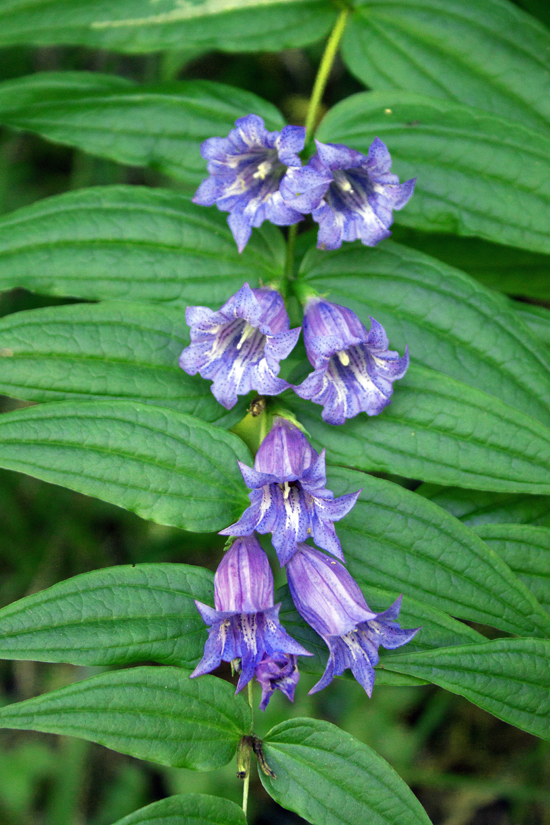 Изображение особи Gentiana asclepiadea.